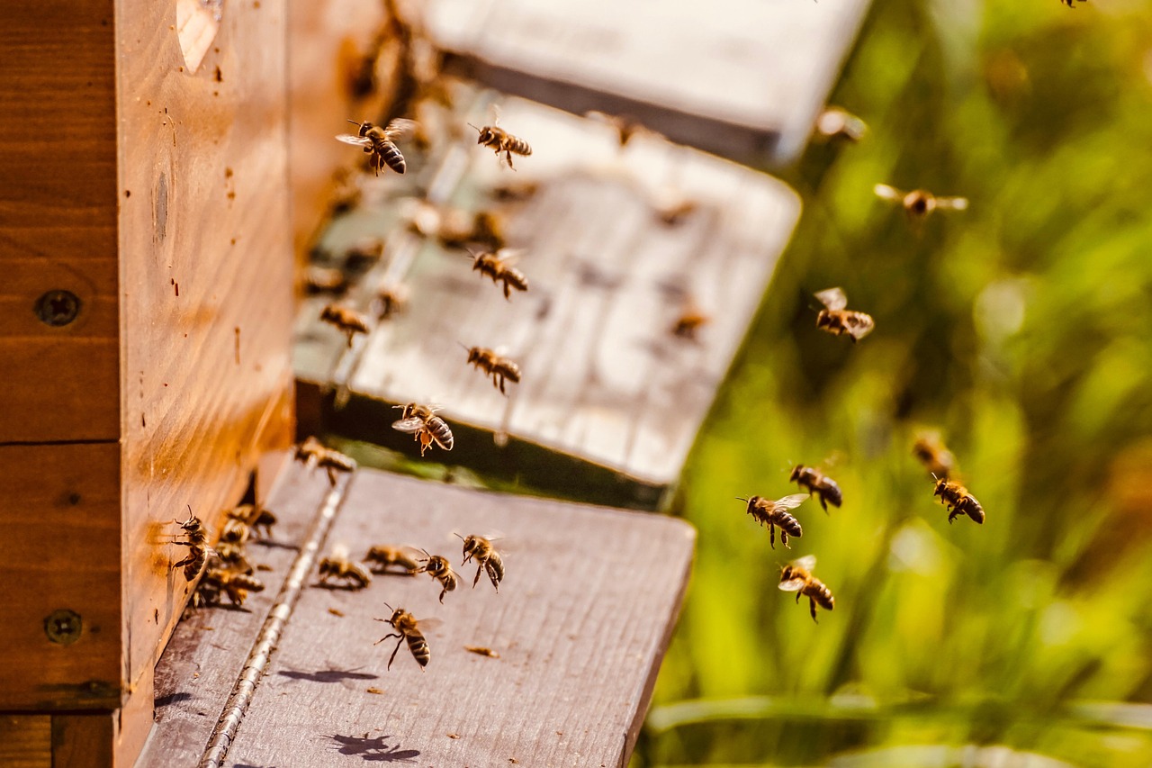 Bee the Change:  Happy World Bee Day!